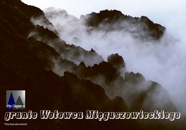 Granie Wołowca Mięguszowieckiego